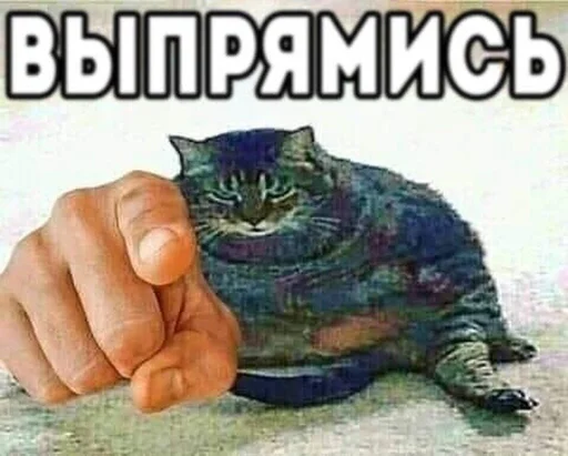 😱 Стикер «Коты на каждый день ?» для Telegram