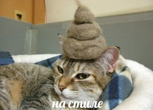 👠 Стикер «Коты на каждый день ?» для Telegram