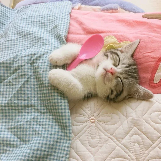 💤 Стикер «Коты на каждый день ?» для Telegram