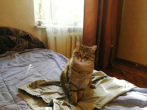 😳 Стикер «Коты на каждый день ?» для Telegram