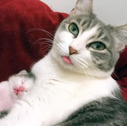 👅 Стикер «Коты на каждый день ?» для Telegram