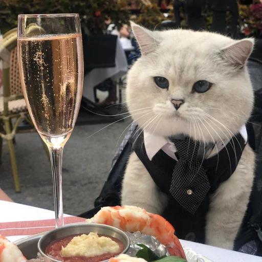 🥂 Стикер «Коты на каждый день ?» для Telegram