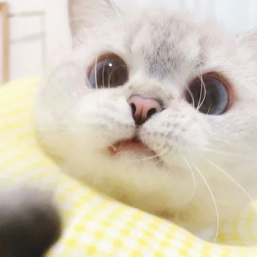 ❤️ Стикер «Коты на каждый день ?» для Telegram