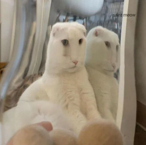 🗿 Стикер «Коты на каждый день ?» для Telegram