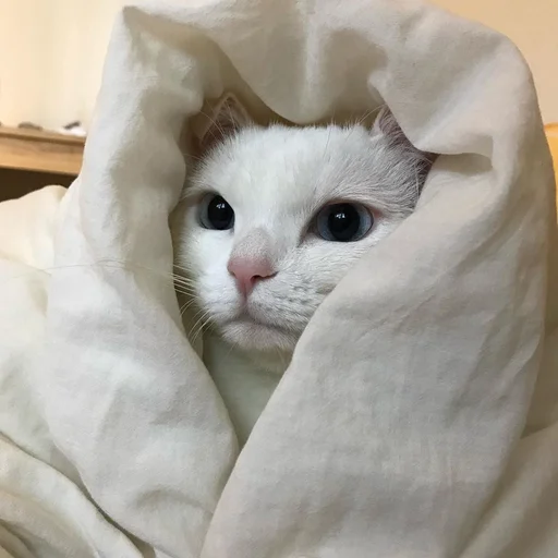😀 Стикер «Коты на каждый день ?» для Telegram