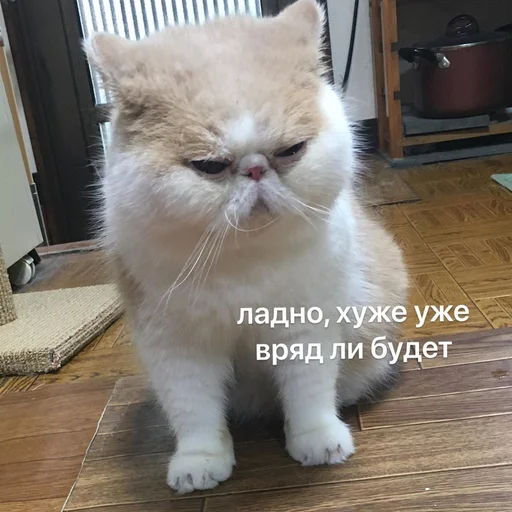 ☹️ Стикер «Коты на каждый день ?» для Telegram