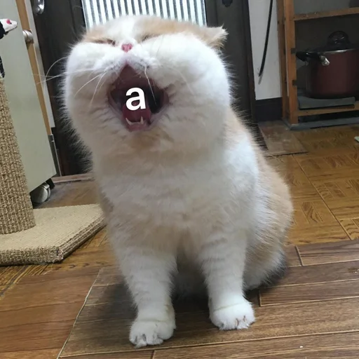 😦 Стикер «Коты на каждый день ?» для Telegram