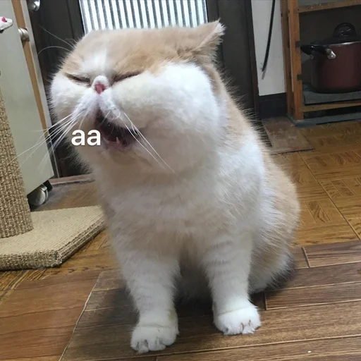 😦 Стикер «Коты на каждый день ?» для Telegram