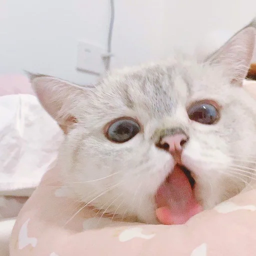 🤤 Стикер «Коты на каждый день ?» для Telegram