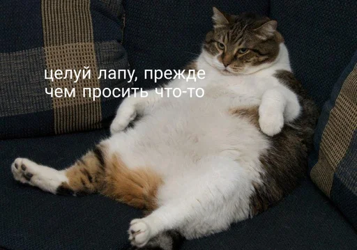 💋 Стикер «Коты на каждый день ?» для Telegram