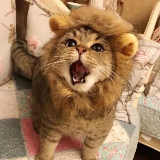 🦁 Стикер «Коты на каждый день ?» для Telegram