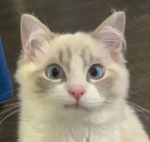 😼 Стикер «Коты на каждый день ?» для Telegram