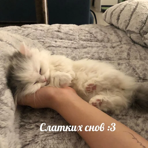 😴 Стикер «Коты на каждый день ?» для Telegram