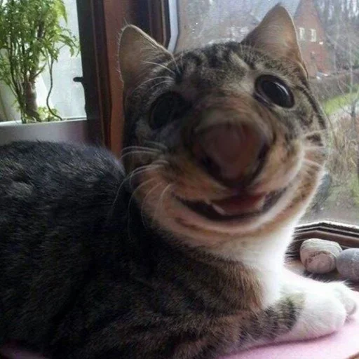 😜 Стикер «Коты на каждый день ?» для Telegram