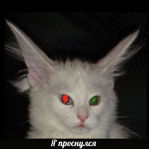 🤯 Стикер «Коты на каждый день ?» для Telegram