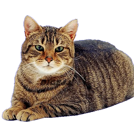 😠 Стикер «CATSGATTIGATOS» для Telegram