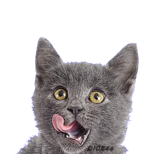 🍖 Стикер «CATSGATTIGATOS» для Telegram
