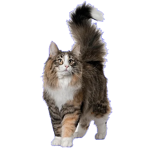 🥳 Стикер «CATSGATTIGATOS» для Telegram