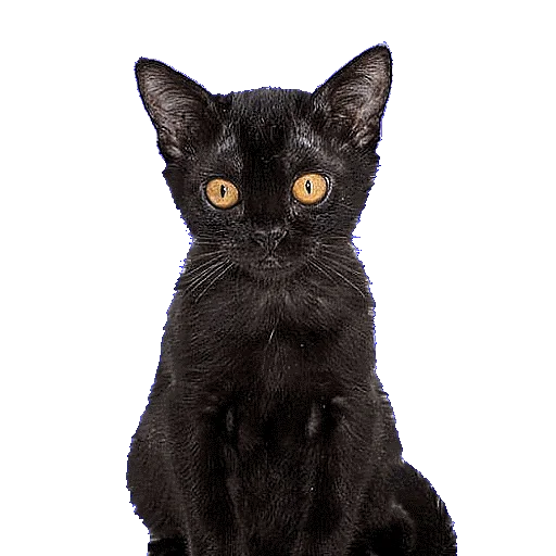 😳 Стикер «CATSGATTIGATOS» для Telegram