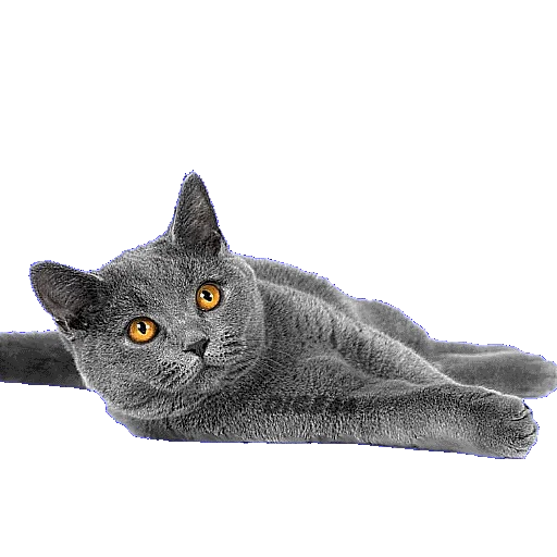 😕 Стикер «CATSGATTIGATOS» для Telegram