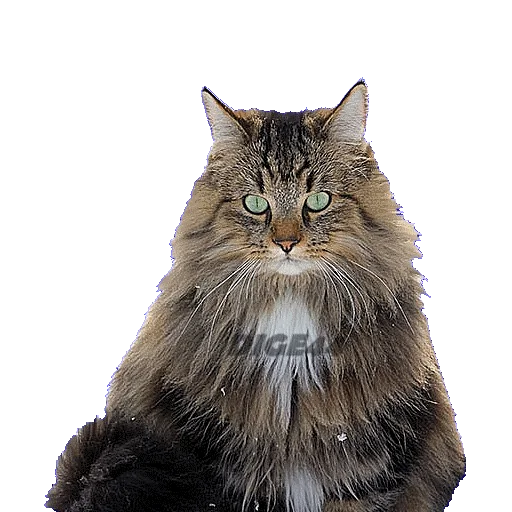Стикерпак CATSGATTIGATOS для Telegram