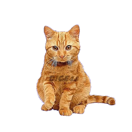 😌 Стикер «CATSGATTIGATOS» для Telegram