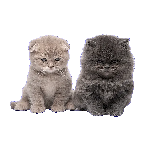 👥 Стикер «CATSGATTIGATOS» для Telegram