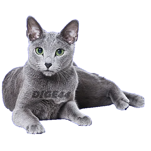 🤫 Стикер «CATSGATTIGATOS» для Telegram