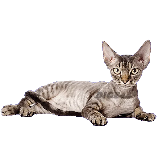 ☹️ Стикер «CATSGATTIGATOS» для Telegram
