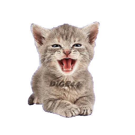 😂 Стикер «CATSGATTIGATOS» для Telegram