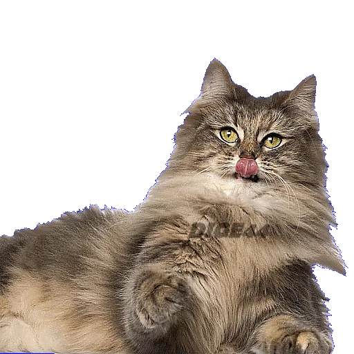 😝 Стикер «CATSGATTIGATOS» для Telegram