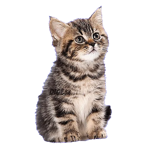 🙄 Стикер «CATSGATTIGATOS» для Telegram