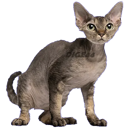 😣 Стикер «CATSGATTIGATOS» для Telegram