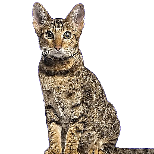 😅 Стикер «CATSGATTIGATOS» для Telegram