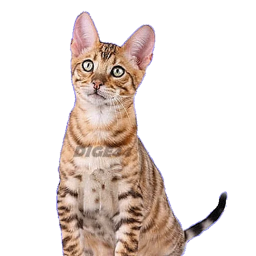 🤔 Стикер «CATSGATTIGATOS» для Telegram