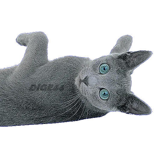 😄 Стикер «CATSGATTIGATOS» для Telegram