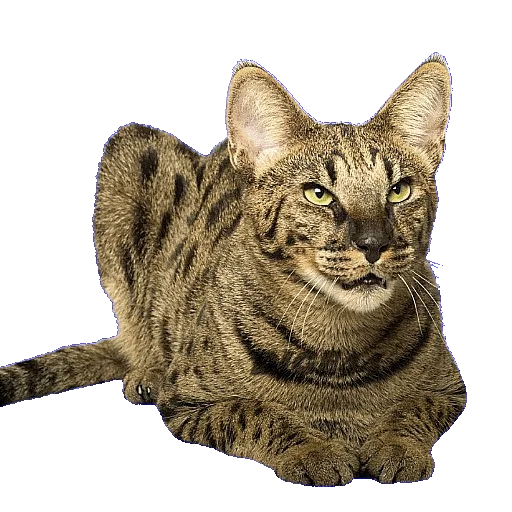 😏 Стикер «CATSGATTIGATOS» для Telegram