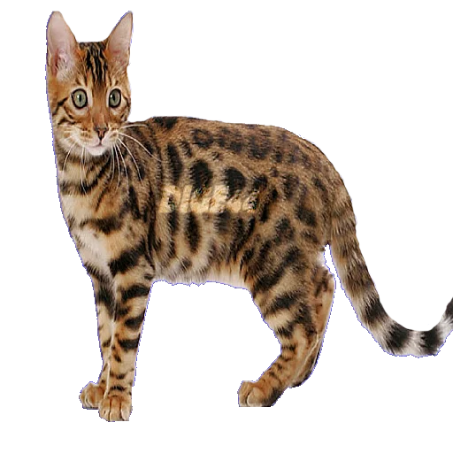 🤨 Стикер «CATSGATTIGATOS» для Telegram