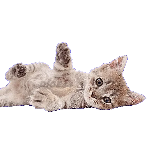 🤪 Стикер «CATSGATTIGATOS» для Telegram