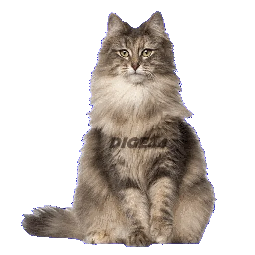 🙃 Стикер «CATSGATTIGATOS» для Telegram