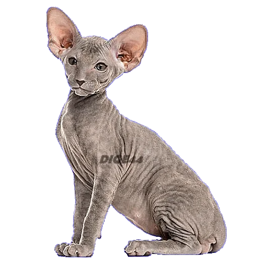 😒 Стикер «CATSGATTIGATOS» для Telegram
