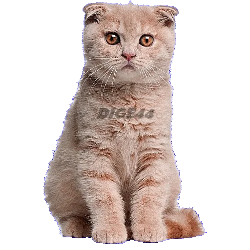 ⁉️ Стикер «CATSGATTIGATOS» для Telegram