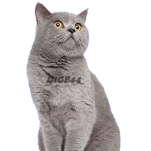 😧 Стикер «CATSGATTIGATOS» для Telegram