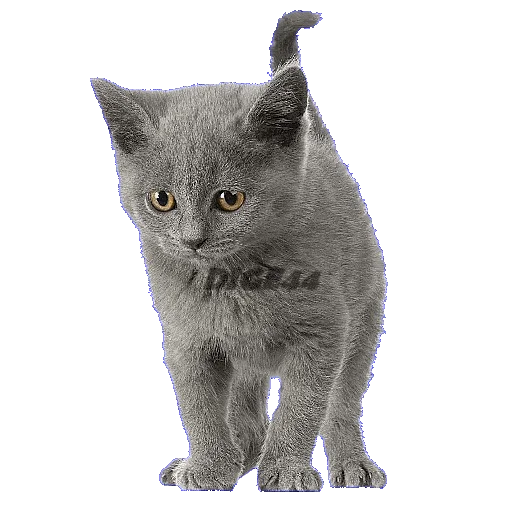 🐱 Стикер «CATSGATTIGATOS» для Telegram