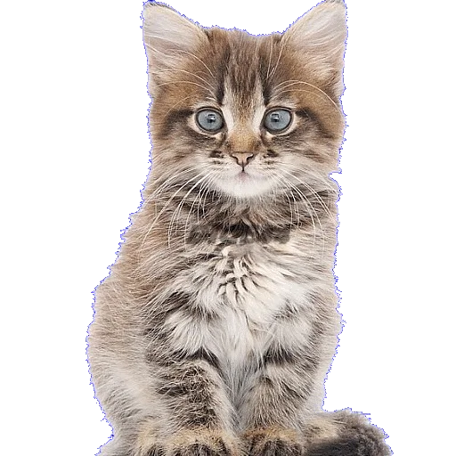😄 Стикер «CATSGATTIGATOS» для Telegram