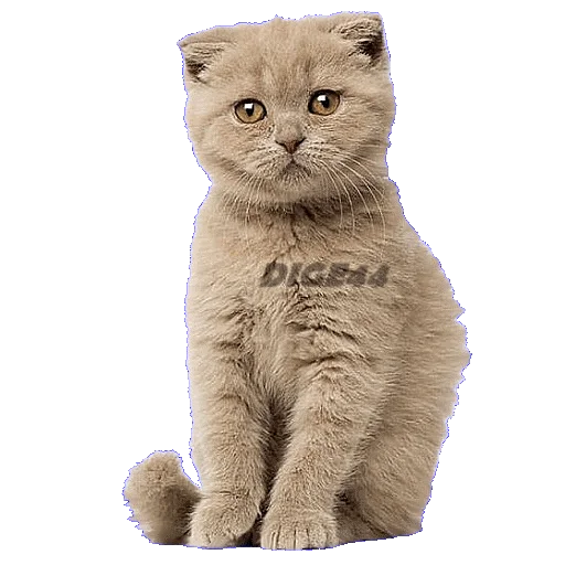☺️ Стикер «CATSGATTIGATOS» для Telegram