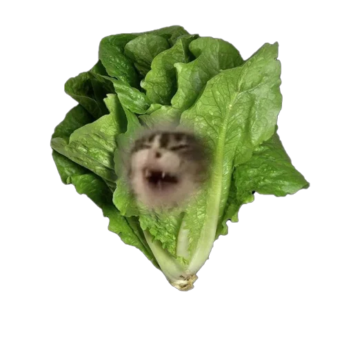 🥬 Стикер «к» для Telegram