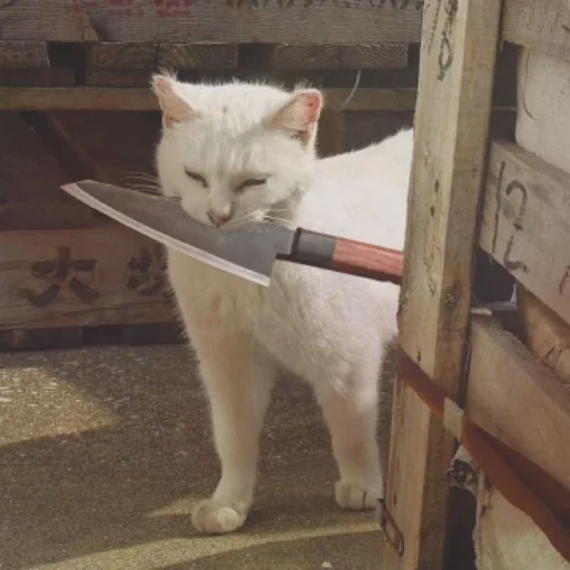 😈 Стикер «Memes cats» для Telegram