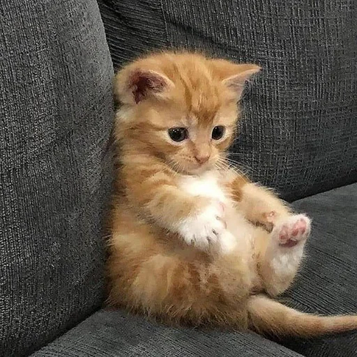 😢 Стикер «Memes cats» для Telegram