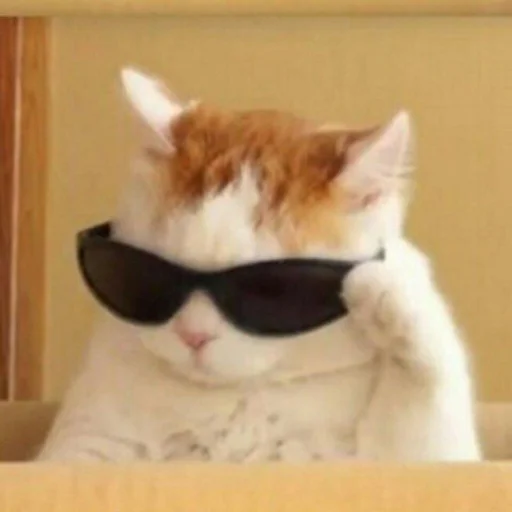 😎 Стикер «Memes cats» для Telegram